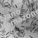 Cadmium Selenide Nanorods