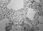 Cadmium Selenide Nanorods - Image 2
