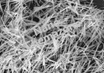 Lead Titanate Nanowire for various applications